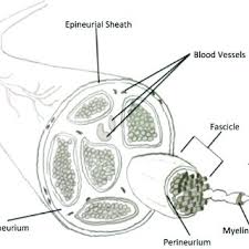 We did not find results for: Structural Representation Of A Nerve In The Peripheral Nervous System Download Scientific Diagram