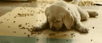 Press to see all categories. Funny Dog Food Diet Jokes Weird World