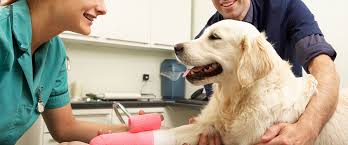 Unfortunately, we are not able to schedule new clients at this time. Technicians And Practice Personnel Illinois State Veterinary Medical Association