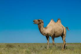 His last drink had been weeks ago. Premium Vector Silhouette Of Four Camel Riders Up Hill With Sunset Background