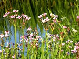 Image result for Butomopsis