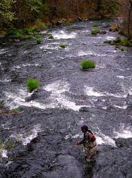 Mount Shasta Region California Trout Inc Fly Fishing Trout Fishing Fishing Lodge