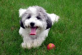 Havaton is not recognized by the akc because it is seen as a hybrid breed. Northwestern Magazine Pet Photo Contest Finalists Northwestern Magazine Northwestern University