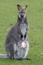 Watch video of wild animal footage on an encyclopedic level, from the plight of endangered species to the hope of adorable baby animals. Hd Wallpaper Walibi Young Albino Marsupial Australia Wild Aussie Baby Wallpaper Flare