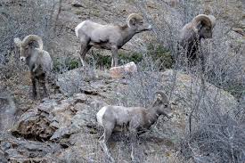 Viewing Colorado S Bighorn Sheep Colorado Outdoors Online