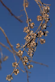 Image result for Agarista salicifolia