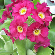 Image result for Primula x pubescens