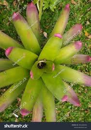 Image result for Bromeliaceae