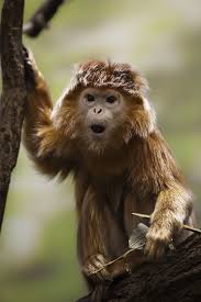 Javan Langur The Word Langur Means Long Tail In Hindu They Live In Groups Of Around Seven Individuals With On Animals Wild Animals Beautiful Animal Planet