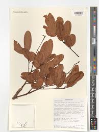 Image result for Canarium madagascariense