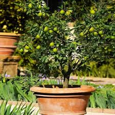 Image result for Citrus × aurantiifolia