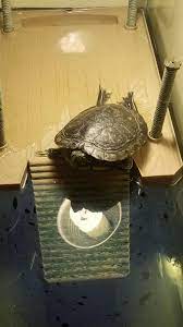 How to make a floating turtle dock about photos mtgimage. Added Some Water To His Tank And He S Ticked That His Dock Got Wet Nice So Now He S Sitting In The Only Dry Spot If Turtles Could Physically Pout He Would Be
