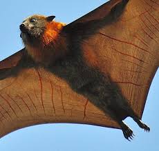 We did not find results for: Golden Crowned Flying Fox Natureismetal