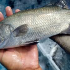 Panen ikan kakap putih musim ikan kakap putih mancing bareng kapten barramundi suramadu. Infomina Kakap Putih