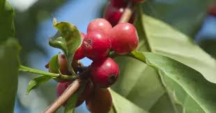 Image result for Coffea arabica