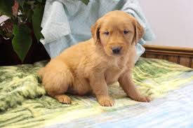 Smart, loving, loyal and loves children and other animals. Lee Akc Golden Retriever Pup For Sale In Grabill Indiana Golden Retriever English Golden Retriever Puppy Puppy Finder
