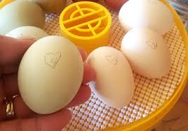 Check spelling or type a new query. How Often Should I Turn My Hatching Eggs Fresh Eggs Daily