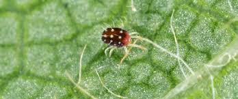 Image result for Tetranychidae grapevine