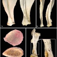Maybe you would like to learn more about one of these? Scapula Equine No 3 Anatomy Specimen Figure 1a Thickening Of The Download Scientific Diagram