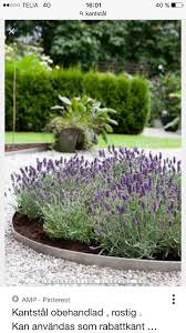 Lavendel Garten Garten Anlegen Pflanzen