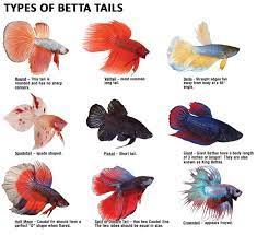 Click here for more about buying a fish bowl kit from us. Bettas Can Have Great Variety In Their Tail Type Betta Fish Types Betta Pet Fish