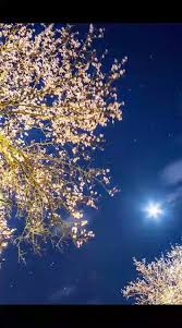 ライブ壁紙 桜 夜 月 壁紙 動画制作 スマホ壁紙
