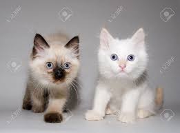 | we are able to achieve sapphire blue eyes as well creating a. Two Little Funny Blue Eyes Himalayan Siamese Kittens Chocolate Stock Photo Picture And Royalty Free Image Image 2059350