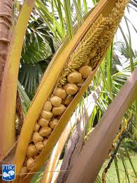 Image result for Cocos nucifera