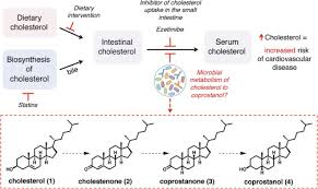 Here are five types of foods to enjoy at mealtime to help manage your cholesterol levels. Cholesterol Metabolism By Uncultured Human Gut Bacteria Influences Host Cholesterol Level Sciencedirect