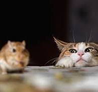 獣医師が監修】猫ってネズミを食べるの？ もし食べたら……？｜ね ...