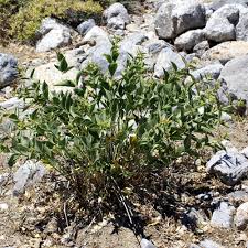 Image result for Vincetoxicum sylvaticum