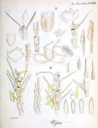 Image result for Vossia cuspidata