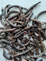 Image result for Piper guineense