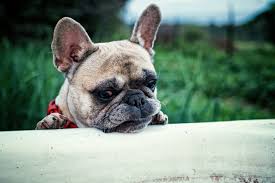 There is significant scientific research that suggests that no dog breed is completely hypoallergenic. Shampooing French Bulldogs Huskerland Bulldogs Puppies Available