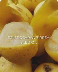 Image result for Sclerocarya birrea