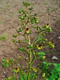 Image result for Scrophulariaceae