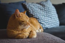 Zu zweit können die katzen in der wohnung spielen, schmusen und auch mal raufen, wie es eine katze mit einem menschen nicht kann. Wohnung Katzensicher Machen Einfache Tipps Zum Schutz Deiner Katze