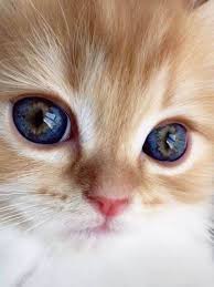 Beautiful Closeup Of A Kitty That Has Gorgeous Eyes Beautiful Kitty Gorgeouscat Cateyes Cute Cats And Kittens Pretty Cats Cute Cats
