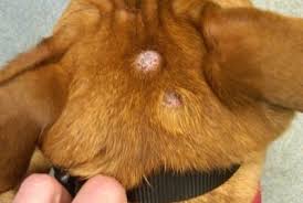 It affects people of all races, genders and ages, which is why it's absolutely critical for americans to learn about. Canine Mast Cell Tumors The Animal Medical Center