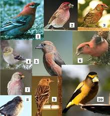 Small Birds Native To Michigan Wild Birds Unlimited 10 Winter Finches In Michigan Wild Birds Wild Birds Unlimited Animals Wild