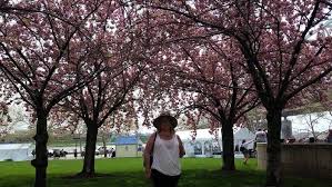 This place was awesome back then. Flowering Cherry S