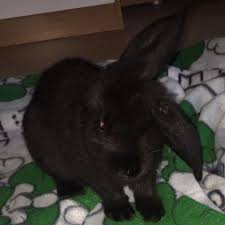 Where fun meets the sun. Warum Kratzt Mein Kaninchen An Kissen Und Decken Hasen Nager