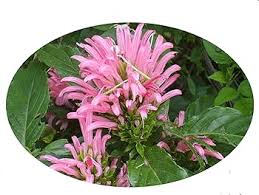 Image result for Justicia anselliana