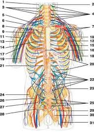 Spinal Nerves Human Anatomy Spinal Nerve Nerve Spinal