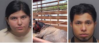 Sign: Pair Abandons Critically Injured Horse in Trailer After Crash