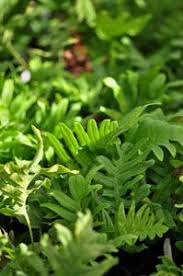 Polypodium Hybride Whitley Giant Grosser Tupfelfarn Farne Wintergrune Farne Farn Pflanzen Gartenpflanzen