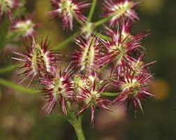 Image result for Daucus incognitus