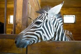 Jun 09, 2021 · | лекції, тренінги та взаємодія із тваринами. Iz Harkovskogo Zooparka Sbezhala Zebra Portal Novostej Lb Ua