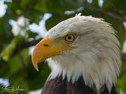 Deze amerikaanse zeearend is uitgevoerd in helder kristal. Amerikaanse Zeearend Bald Eagle Eagle Eagles Bird Birdphotography Birdlife Birdpics Birds Birdlove Amerikaanse Zeearend Schilderijen Ideeen Instagram