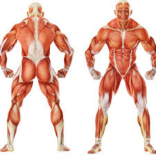 The biceps is a muscle on the front part of the upper arm. Major Muscle Groups Guide Weight Lifting Complete